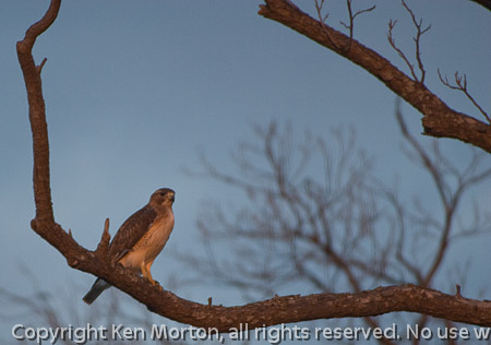 Red Tail at Sunset