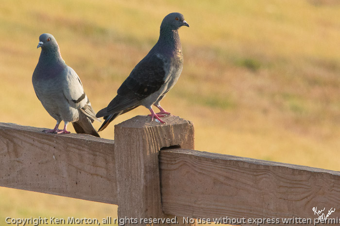 2 Rock Pigeons
