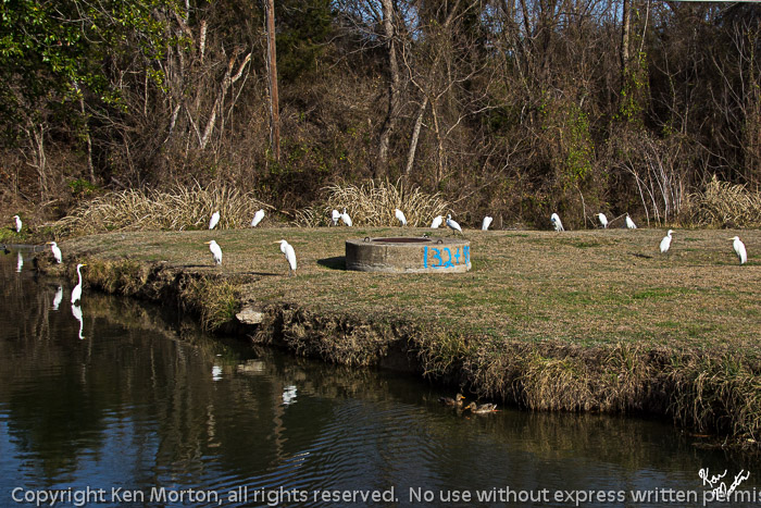 2nd Group of Egrets