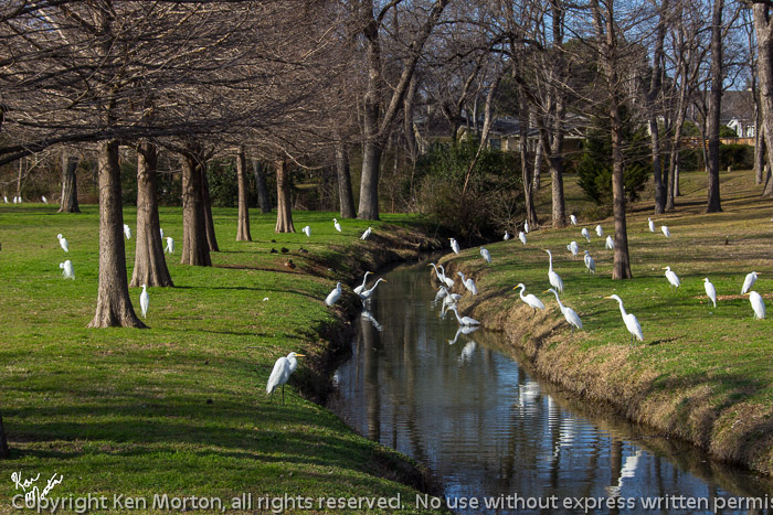 A Group of Egrets