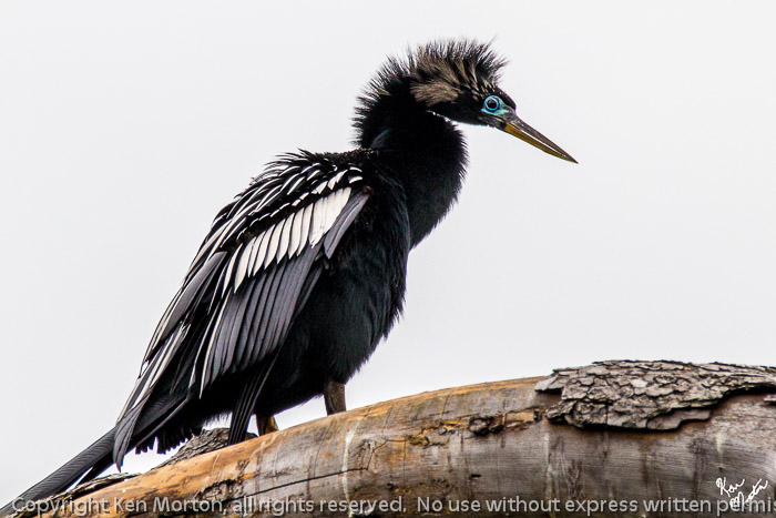 Anhinga