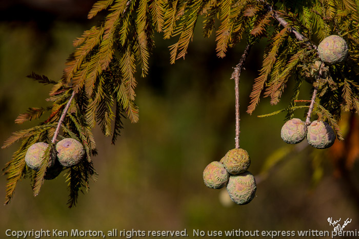Bald Cypress Fruit
