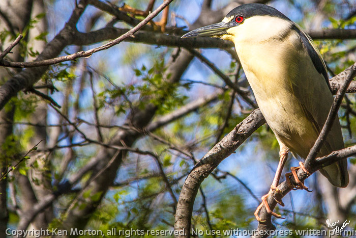 Black Crowned Night Heron 2