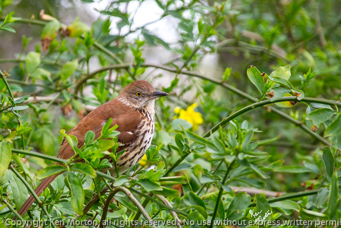 Brown Thrasher