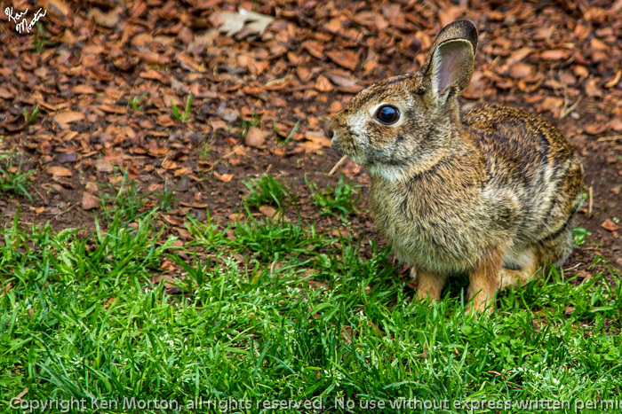 Bunny No A Real Bunny