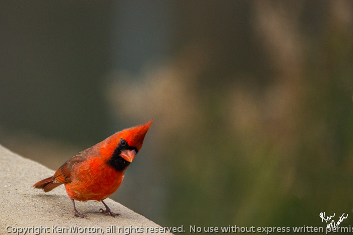 Cardinal Looking For Food