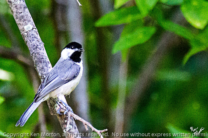 Carolina Chickadee