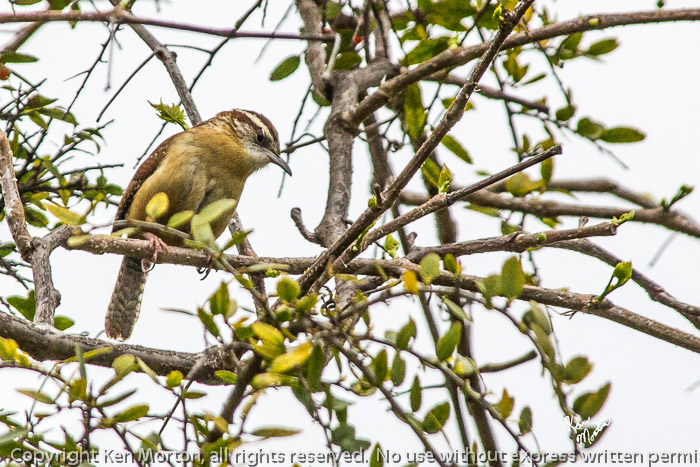 Carolina Wren