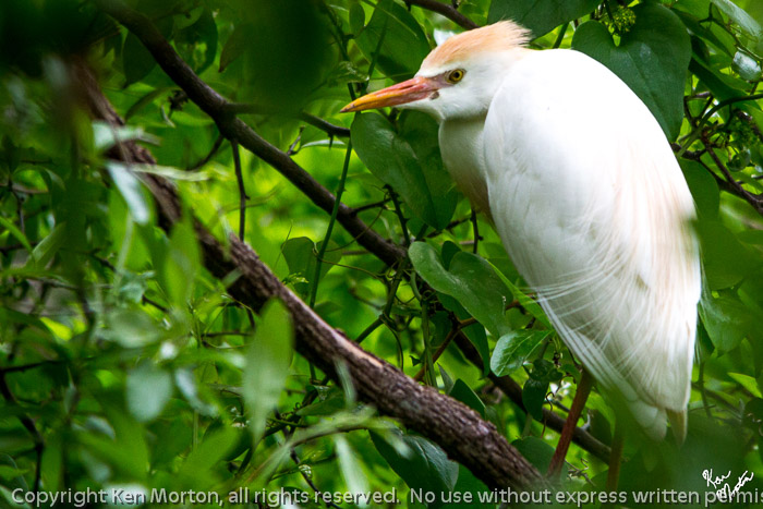 Cattle Egret In Breeding Plumage