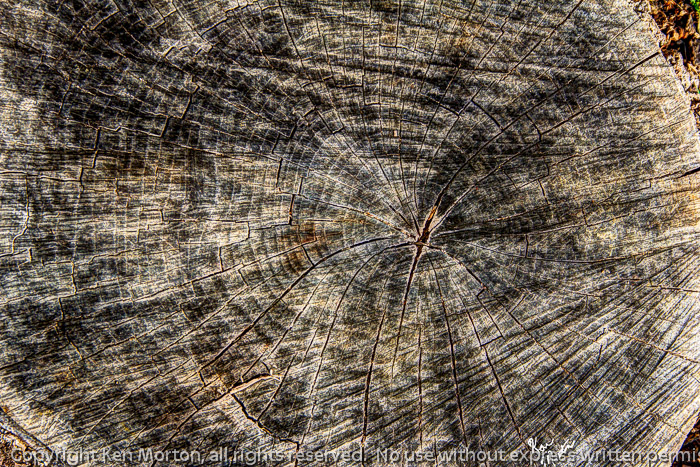 Circular Growth Rings And Radial Cracks