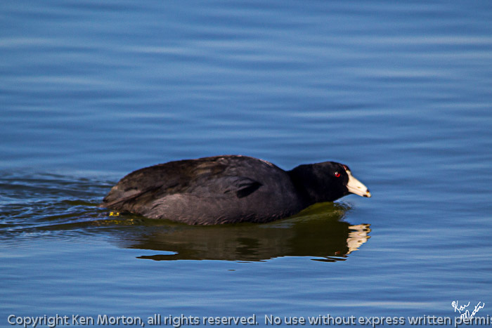 Coot On The Move