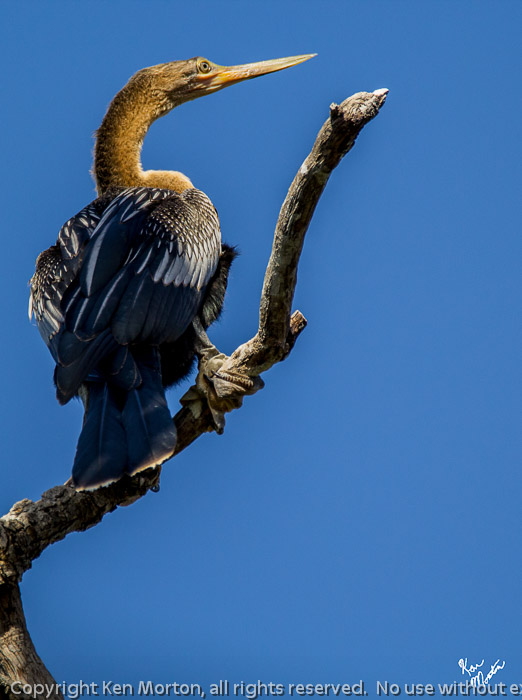 Female Anhinga Perched On High