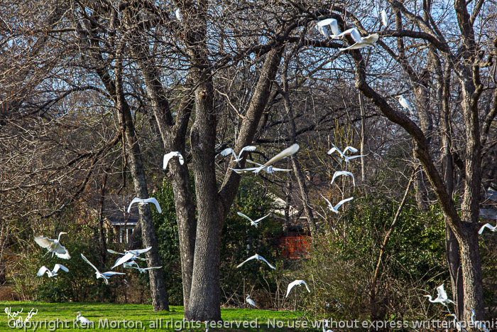 Fly Away Egrets