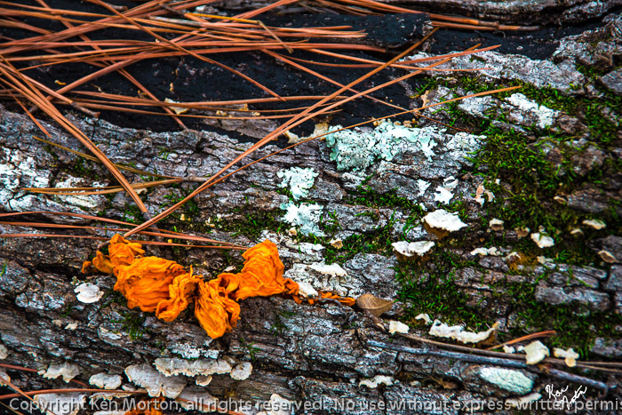 Fungi Fungi Fungi