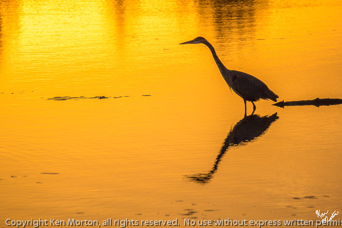 Golden Dawn Blue Heron