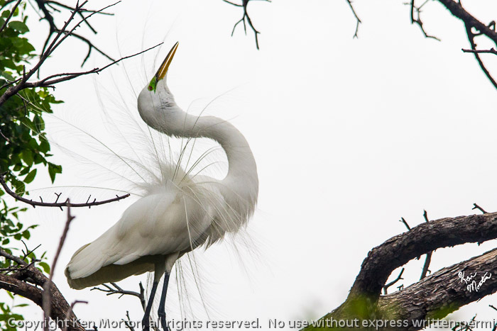 Great Egret Mating Dance