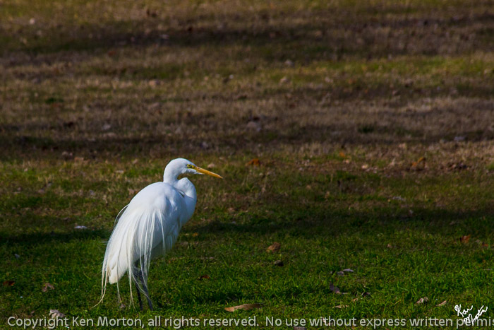 Great Egret in the Grass