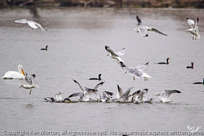 Gull Frenzy