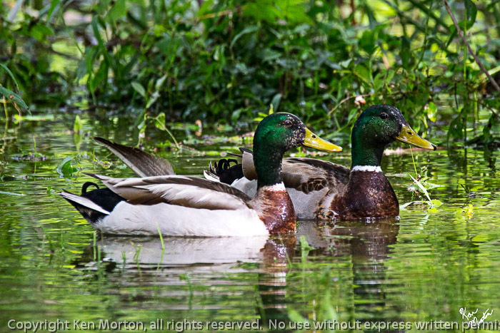 High Water Feeders