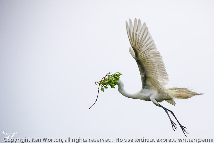 Incognito Great Egret