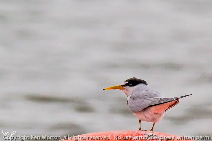 Least Tern