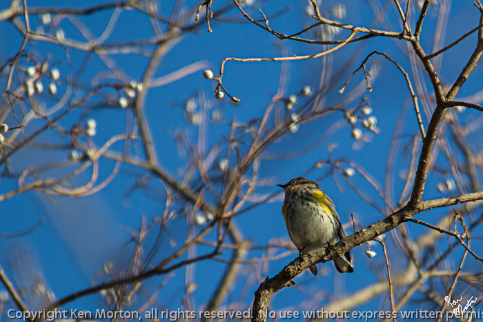 Little Yellow Rumped Warbler