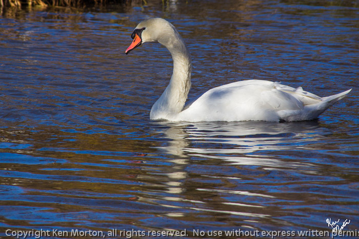 Lone Swan