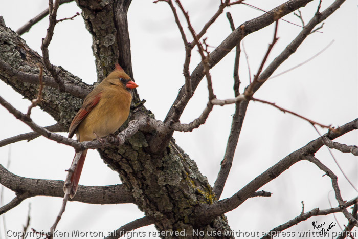 Mama Cardinal