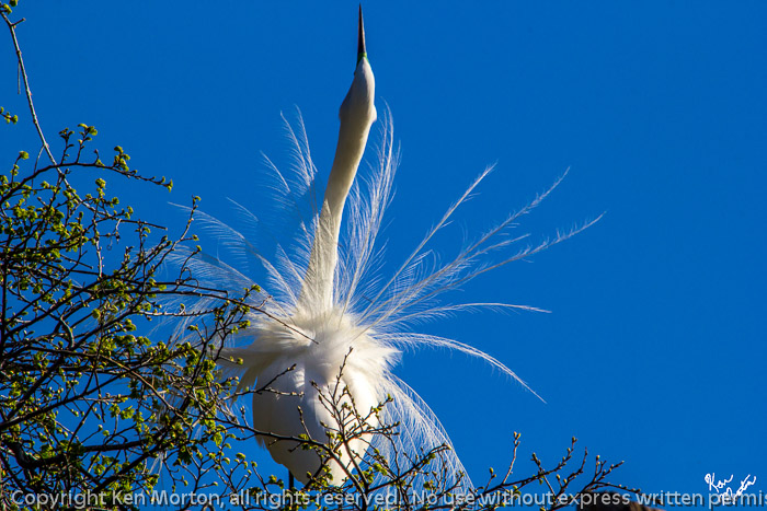 Mating Dance of the Great Egret
