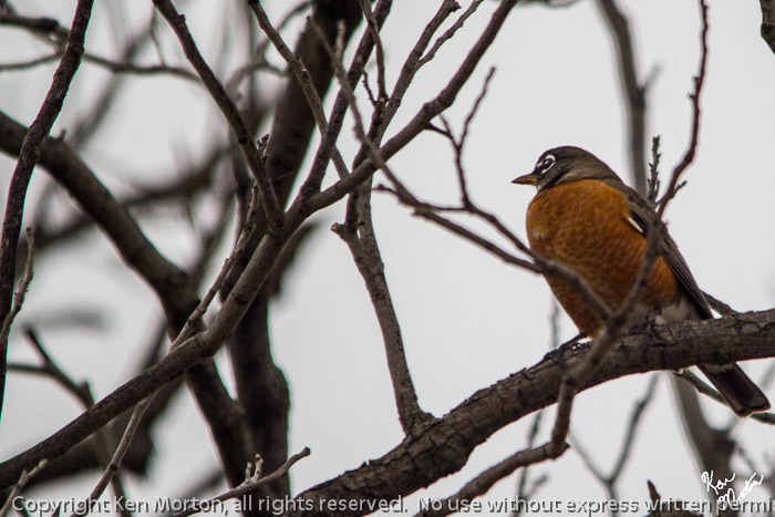 Mister Robin