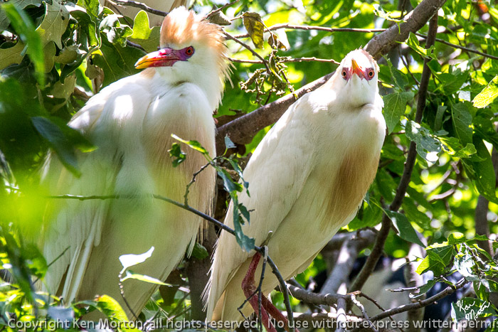 Mom and Pop Cattle Egret