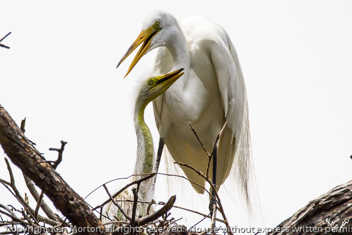 Momma and Baby Great Egret