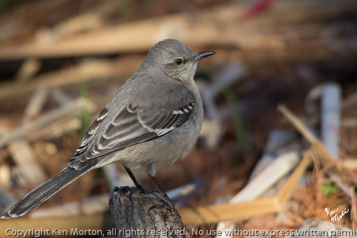 My Little Fat Mockingbird