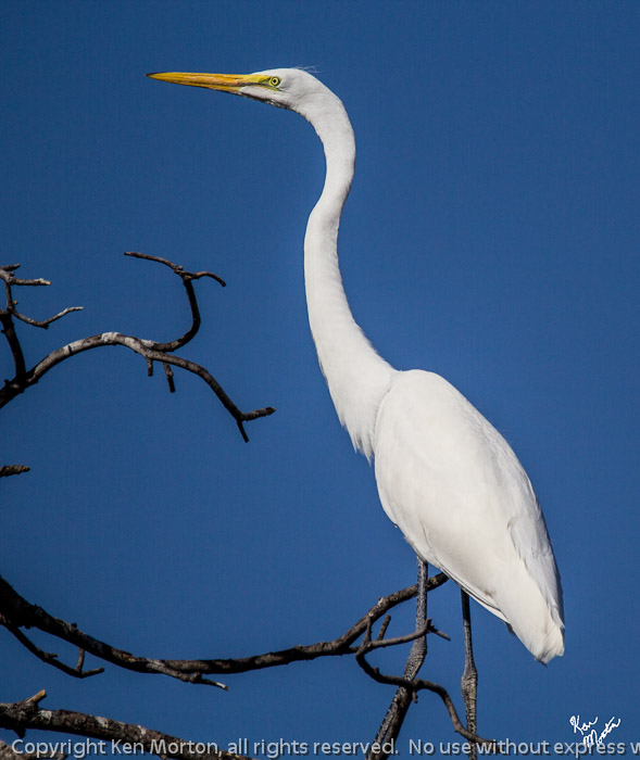 On High Great Egret