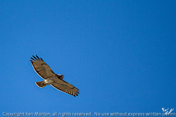 On the Hunt Red-tailed Hawk