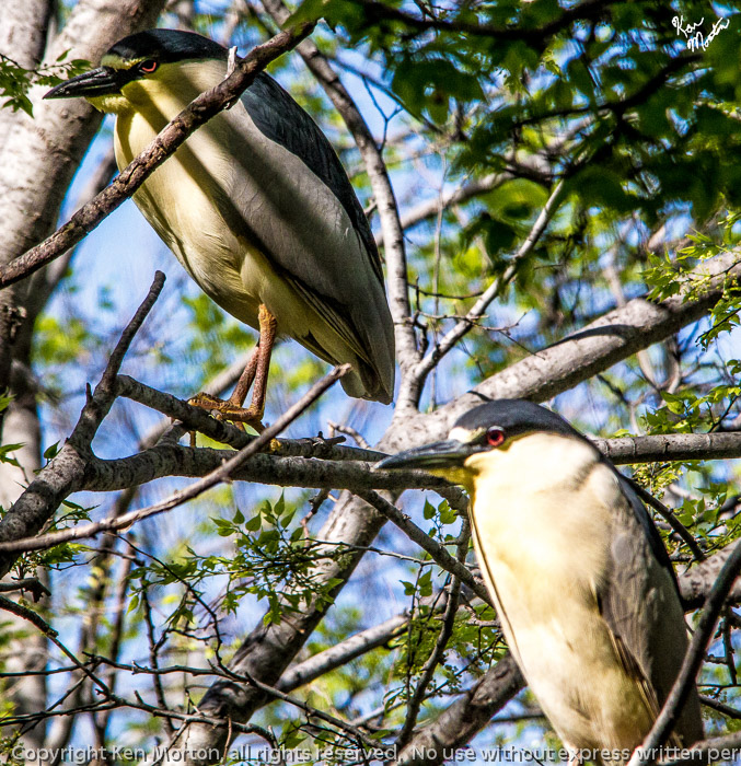 Pair of Black Crowned Night Herons