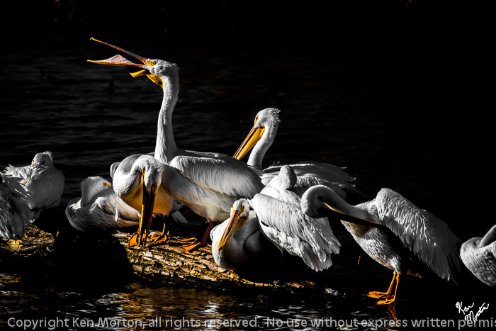 Pelican Serenade To A Dead Pan Audience