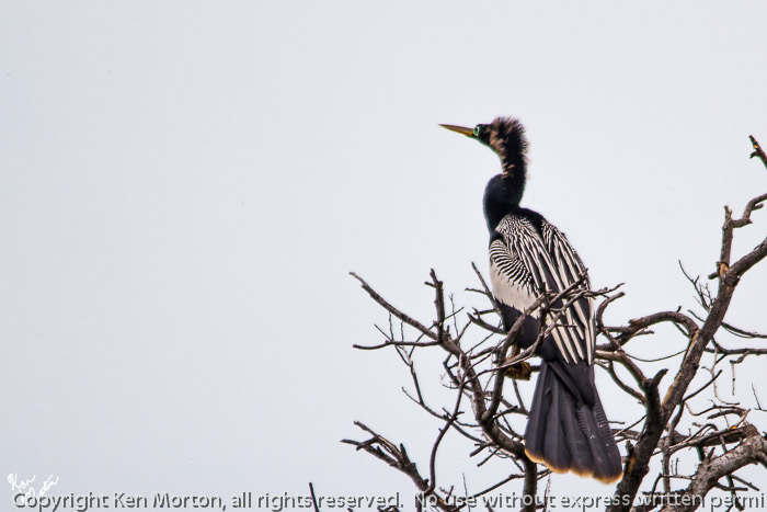 Perched Anhinga