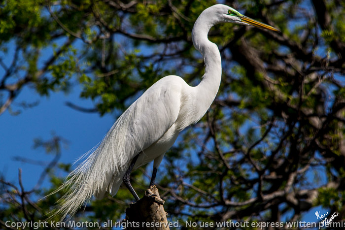 Perched Great Egret