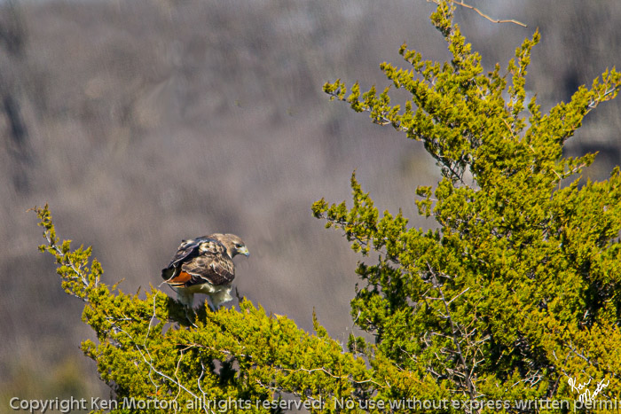 Perched Red-tailed Hawk