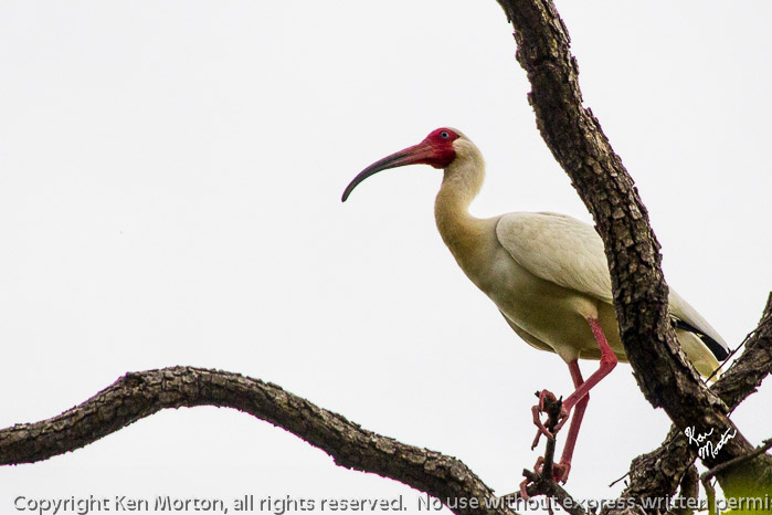Perched White Ibis