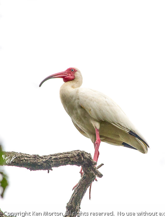 Perched White Ibis 2