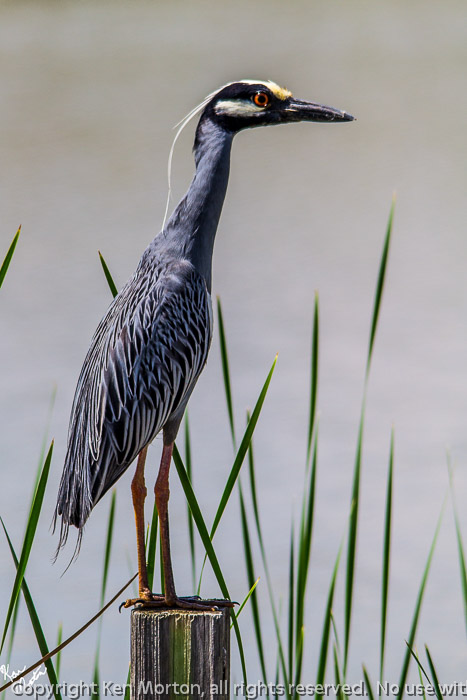 Perched Yellow-crowned Night-Heron