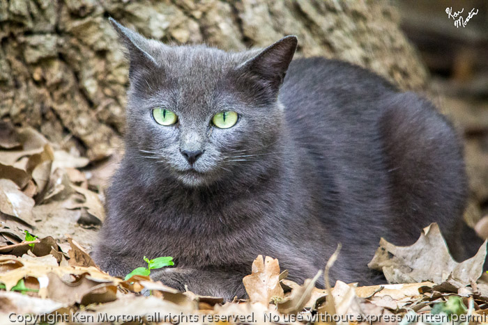 Rookery Kitty Cat
