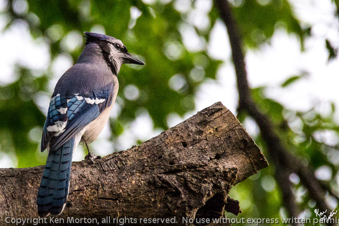 Scouting Blue Jay