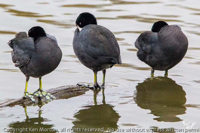 Snoozing Coots