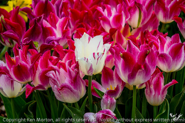 Standing Out in a Crowd