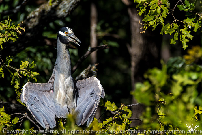 Sunbathing Yellow-crowned Night-Heron