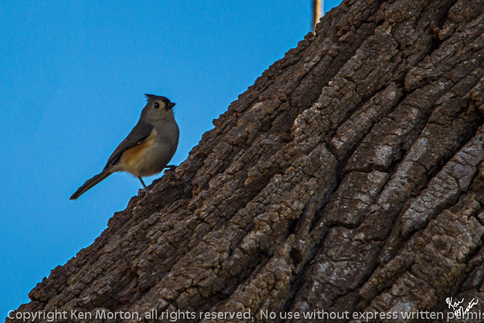 Tufted Titmouse