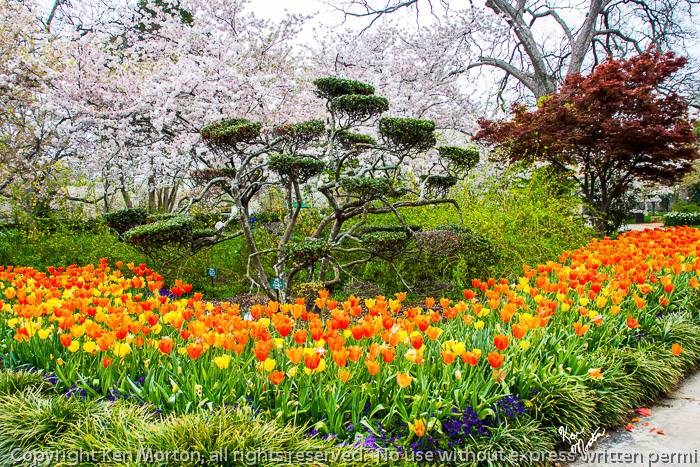 Tulips And Trees